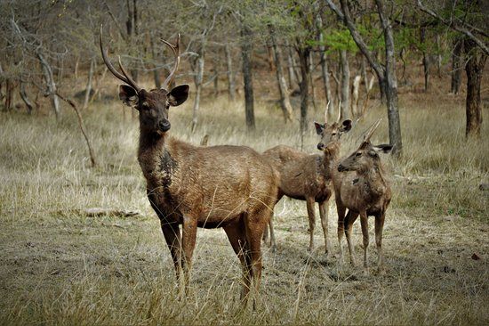 Deer at Ranthambore National Park