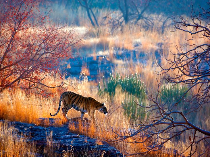 Open gypsy safari tour in early morning light at Ranthambore