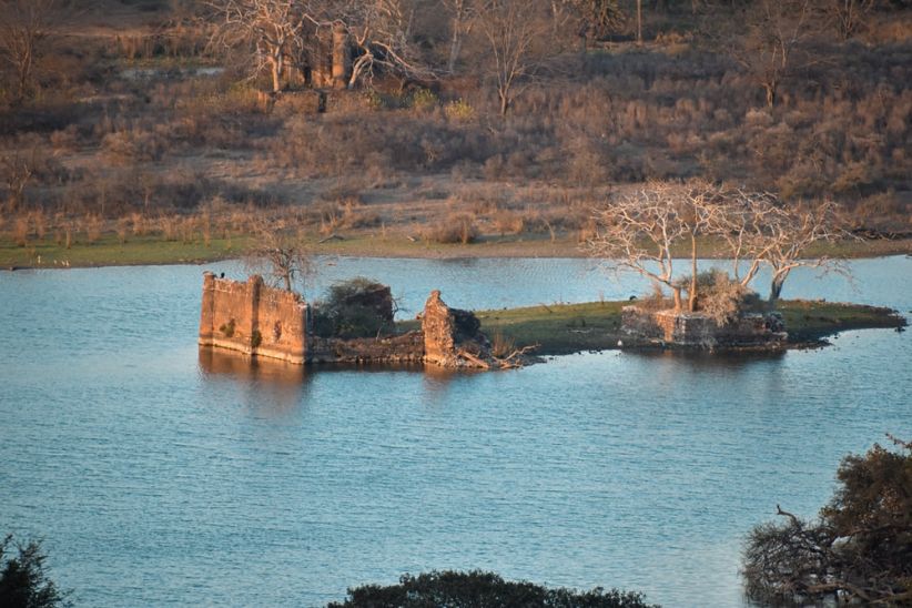 Historic Ranthambore Fort ruins surrounding the jungle