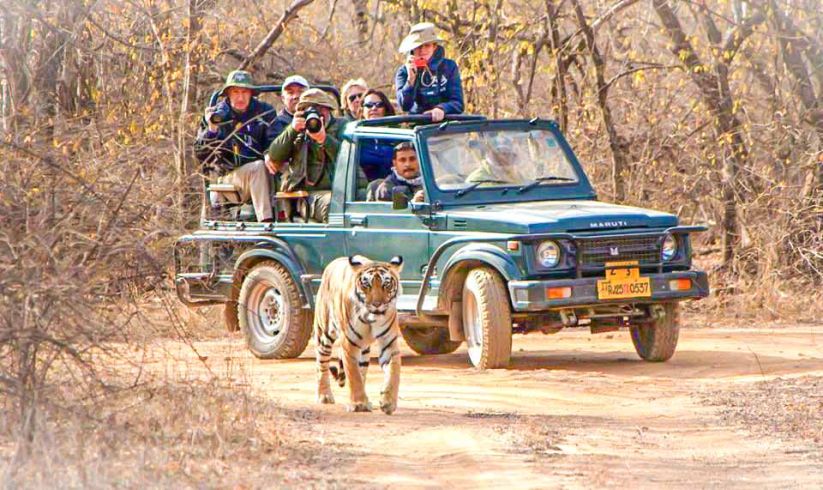 Open Jeep Safari Tour in Ranthambore Tiger Reserve