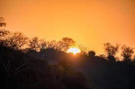 Afternoon safari wildlife sighting in Ranthambore forest