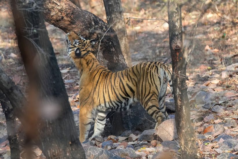 Wildlife at Ranthambore