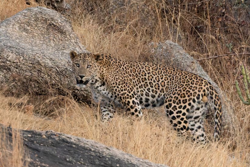 Wildlife at Ranthambore