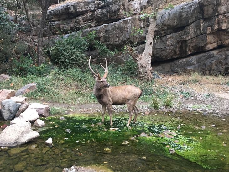 Wildlife at Ranthambore