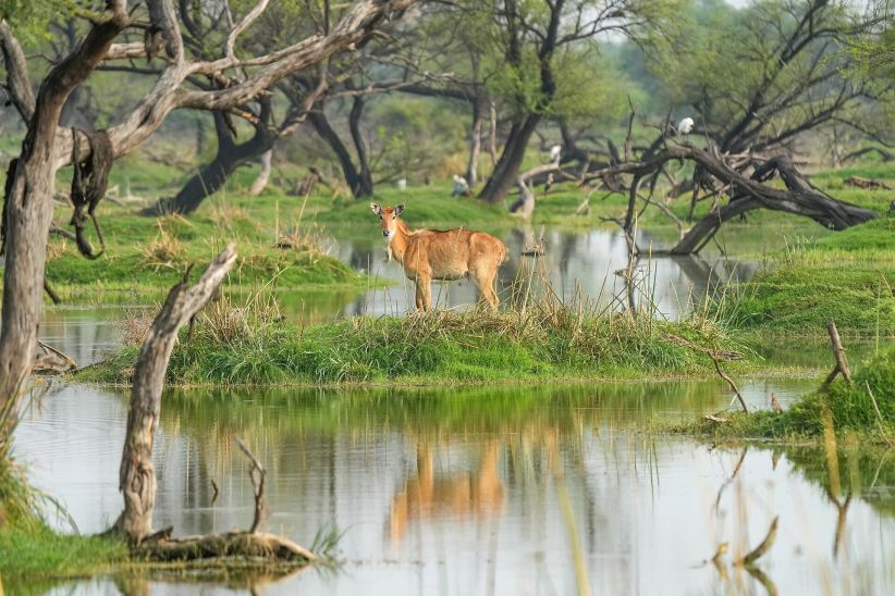 Wildlife at Ranthambore