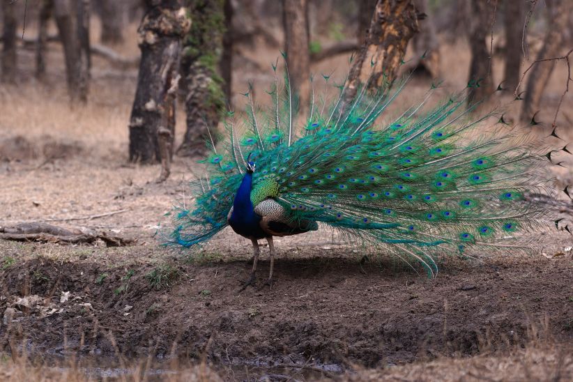 Wildlife at Ranthambore